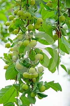 Midget Crabapple fruits