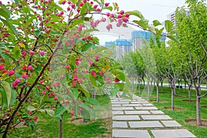 Midget Crabapple garden