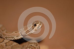 Midget Faded Rattlesnake