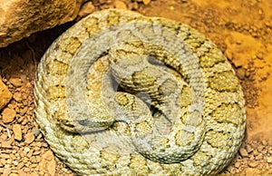 Midget Faded Rattlesnake