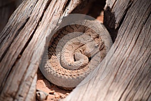 Midget Faded Rattlesnake