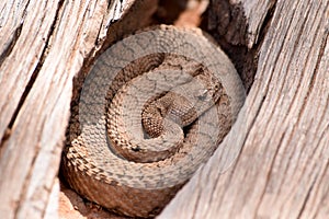 Midget Faded Rattlesnake in the wilds photo