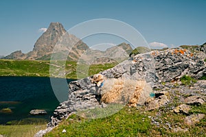 Midi Dossau Peak reflected in Gentau lake. Ossau Valley, Pyrenees National Park, Pyrenees, France.