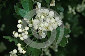 Midland Hawthorn, crataegus laevigata, Normandy in France