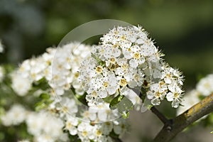 Midland hawthorn Crataegus laevigata, white flowering tree in springtime, Europe