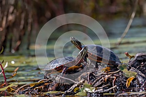 Midland Painted Turtle