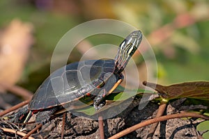 Midland Painted Turtle