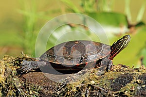 Midland Painted Turtle Basking on a Log