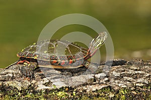 Midland Painted Turtle Basking on a Log