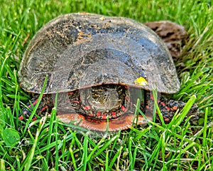 Midland Painted Turtle Chrysemys picta marginata