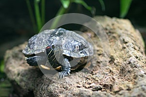 Midland Painted Turtle Chrysemys picta marginata photo