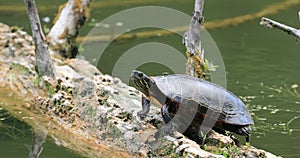 Midland Painted Turtle, Chrysemys picta marginata, resting on a log 4K