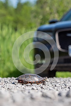 Midland Painted Turtle Crossing Road