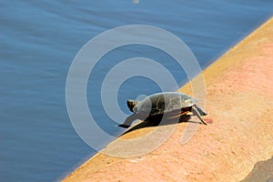 Midland Painted Turtles with Reflection in Ontario Canada