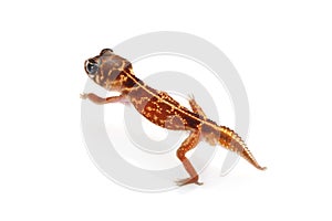 Midline Knob-tailed Gecko