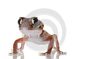 Midline Knob-tailed Gecko