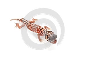 Midline Knob-tailed Gecko