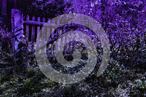 Midnight in abandoned garden with flowering snowdrops. Concept of mystical garden. 