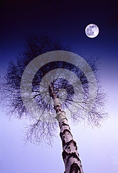 Midnight Birch