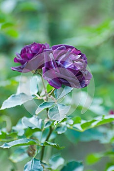 Midnight blue,purple rose in a garden