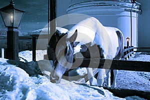 Midnight horse eating snow