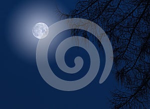 Midnight Moon and Night Tree Silhouette