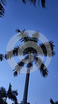 Midnight Serenity: Palm Tree Silhouette Against Starry Skies