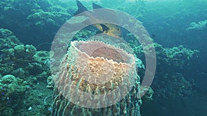 Midnight snapper and barrel sponge at the wreck of the liberty in tulamben, bali