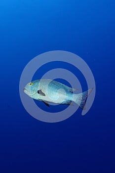 Midnight snapper fish in maldives