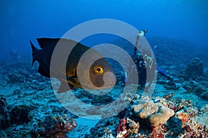 Midnight snapper & underwater photographer