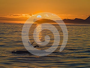 Midnight sun over the icebergs at the mouth of the Iceford, Ilulissat, Greenland