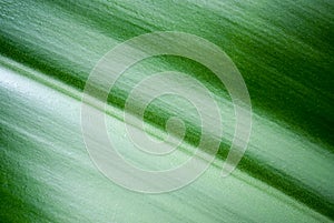 Midrib of leaf photo