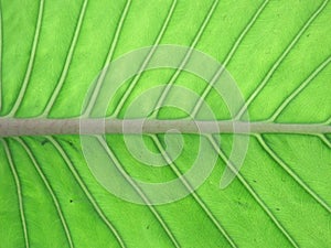 Midrib and veins in a leaf photo