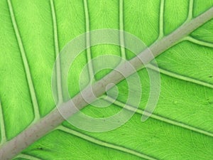 Midrib and veins of a leaf photo