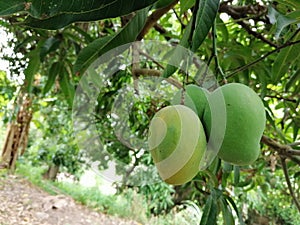 Midripe mago fruit photo