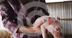 Midsection of caucasian man, working on farm, holding piglet