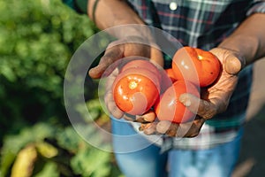 Midsection close-up of african american mid adult male farmer holding tomatoes in organic farm