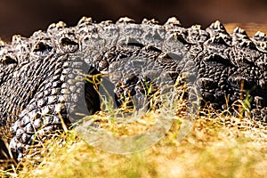 Midsection Of Crocodile