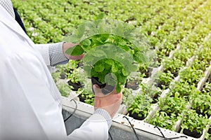 Midsection of male biochemist examining seedlings in plant nursery photo