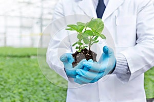 Midsection of male biochemist holding seedling at greenhouse