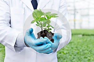 Midsection of male biochemist holding seedling at greenhouse