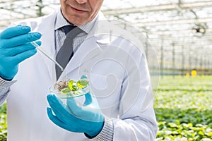 Midsection of male biochemist using pipette on seedling in petri dish at greenhouse