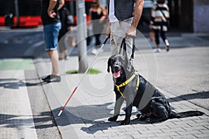 Midsection of young blind man with guide dog waiting at zebra crossing in city. photo