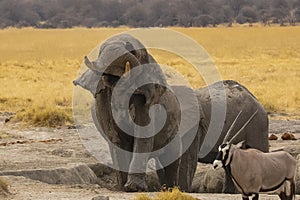 Un elefante lanzar lodo durante 