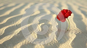 In the midst of a sea of sand a bright red poppy stands out its petals waving in the gentle desert breeze photo