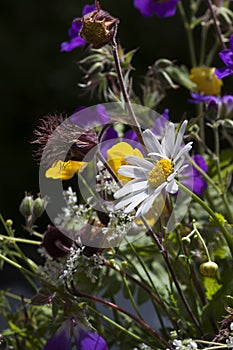 Midsummer bouquet