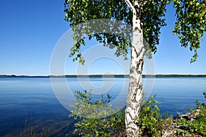 Midsummer nature in Finland
