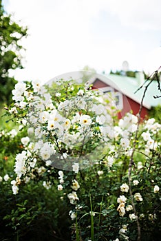 Midsummer rose in full blossom- cottage in the background