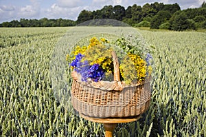 Midsummer still-life with basket and medical herbs on wheat field