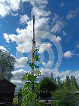 Midsummer in Sweden old tradition in summer